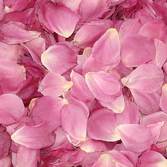 Bright Pink Rose Petals – Rose Petals